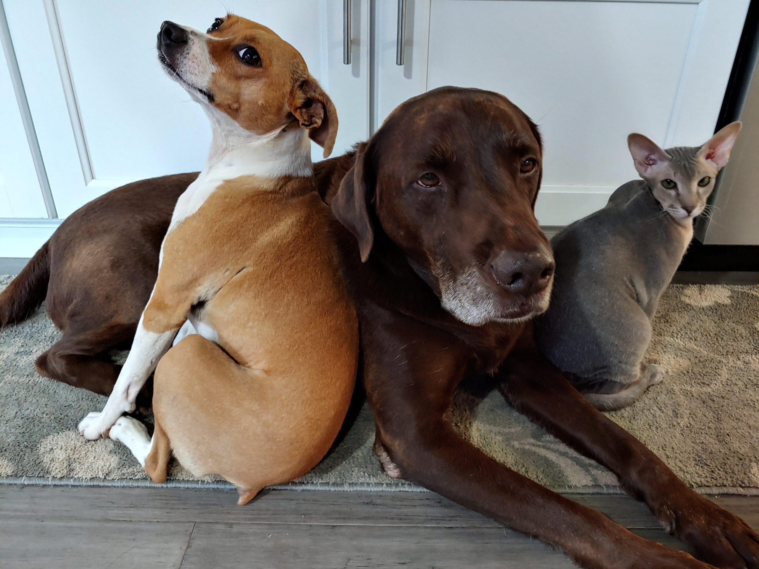 Why Pets Are Great for Empty Nesters